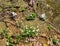 Group of Star Chickweed and Bloodroot plants