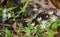 Group of Star Chickweed, Stellaria pubera