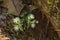 Group of Star Chickweed wildflowers