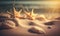 a group of starfish on a sandy beach at sunset