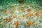 Group of starfish underwater on the seabed