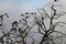 Group of starling birds perched on a tree