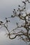 Group of starling birds perched on a tree