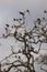 Group of starling birds perched on a tree