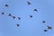 Group of starlings against a blue sky