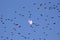 Group of starlings against a blue sky and the moon