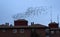 Group of starlings on the rooftops of the city