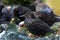 Group of starlings (sturnus vulgaris)