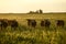 Group of steers looking at the camera