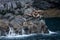 group of Stellar sea lions rest on rocks in the arctic ocean