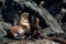 Group of Stellar Sea Lions Straight of Georgia near Campbell River, Vancouver Island, BC Canada