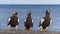 Group of the Steller`s sea eagles are sitting on the concrete pier against the background of the sea.