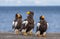 Group of the Steller`s sea eagles are sitting on the concrete pier against the background of the sea.