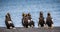 Group of the Steller`s sea eagles are sitting on the concrete pier against the background of the sea.