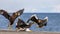 Group of the Steller`s sea eagles and White-tailed eagles on the pier in the port are fighting each other over prey.