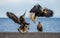 Group of the Steller`s sea eagles and White-tailed eagles on the pier in the port. Japan. Hokkaido.