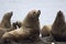 A group of Steller sea lion sitting on the shore on the island o