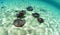 A group of stingrays swimming in the ocean