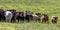 Group of stocker heifers in green pasture