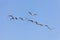 Group of stork birds flying in the clear sky.