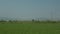 Group of storks feeding on green field. Flying and