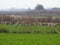 group of storks gathered in the field to undertake the emigration, lerida, spain, europe