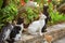 Group of stray cats, looking up with their heads, waiting for some food to be thrown, green leaves park in background