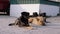 Group of Stray Dogs Lie on Street and Playing. Four Guard Dogs on Parking