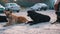 Group of Stray Dogs Lie on Street and Playing. Four Guard Dogs on Parking