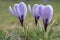 Group of striped crocus flowers