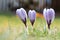 Group of striped crocus in the garden lawn