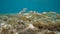 Group of striped red mullet fish underwater