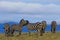 Group of Striped Zebras grazing early morning