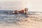 A group of strong American Staffordshire Terriers play in the water with a stick.