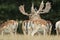 A group of stunning stag Fallow Deer Dama dama grazing in a field.