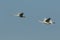 A group of stunning Whooper Swan Cygnus cygnus flying in the blue sky.