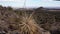 A group of succulent cactus plants and a dead dried yucca on a mountainside against a cone mountain