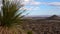 A group of succulent cactus plants and a dead dried yucca on a mountainside against a cone mountain, New Mexico