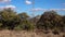 A group of succulent plants of cacti and agave on a mountainside on a background of cone mountain