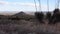 A group of succulent plants of cacti and agave on a mountainside on a background of cone mountain, New Mexico