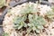 Group of succulent plants, decorated with rock in the garden tray. Mini cactus in clay pot in a home garden.