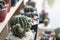 Group of succulent plants, decorated with rock in the garden tray. Mini cactus in clay pot in a home garden.
