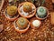Group of Succulent Plants in Small Pots
