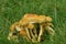 Group of sulphur tuft mushrooms on wet grass
