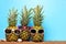 Group of summer pineapples with sunglasses in sand against a teal background