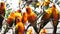 Group of Sun conure birds holding branches in the zoo