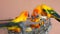 Group of sun conure parrot