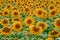 Group Sunflowers