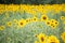 Group of sunflowers herb plant growing up in the organic garden.