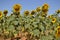 Group Of Sunflowers Looking At The Sun Shot Made From Below. Nature, Plants, Food Ingredients, Landscapes.